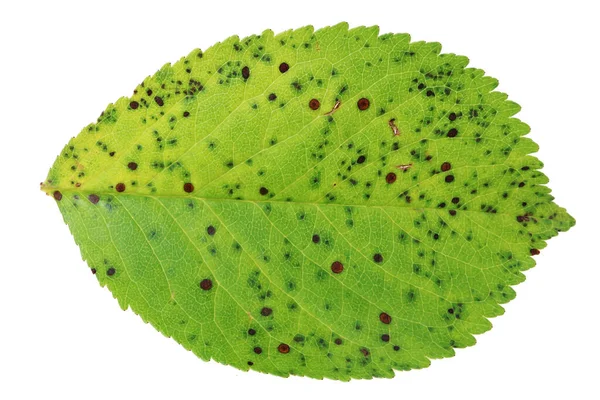 Πράσινο Φύλλο Κερασιάς Τελείες Από Μυκητιασική Νόσο Απομονωμένα Λευκή Μακροεντολή — Φωτογραφία Αρχείου