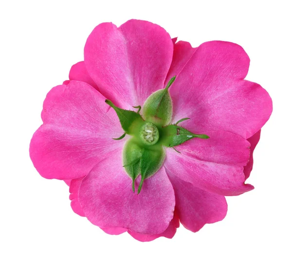 Rosa Rose Blume Rückseite Isoliert Auf Weißem Studio Makro — Stockfoto
