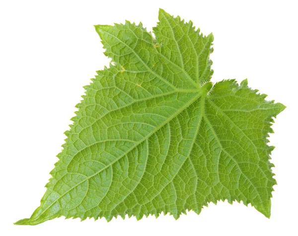 Зелений Літній Лист Огіркова Рослина Овочами Ізольовані Білому Макросі — стокове фото