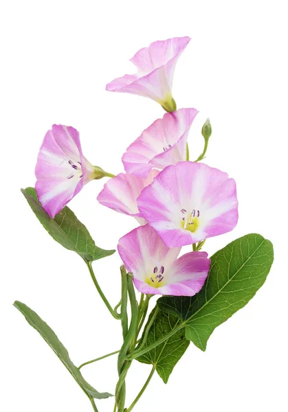 Fält Vild Bindweed Rosa Blommor Grenar Isolerad Makro — Stockfoto