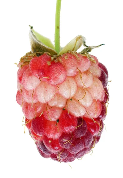 ラズベリーフルーツの熟していない赤と緑の果実 白のスタジオマクロショットに分離 — ストック写真