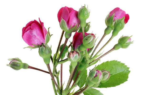 Pequeñas Rosas Rosadas Brotes Ramitas Afiladas Aislado Macro Blanco —  Fotos de Stock