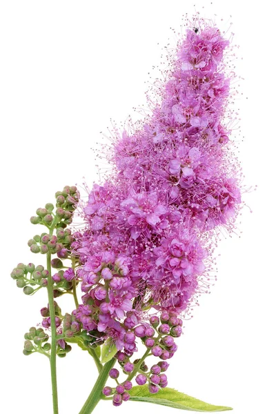 装飾的なスパイアブッシュの枝に小さなピンクの花を咲かせます 白マクロに分離 — ストック写真