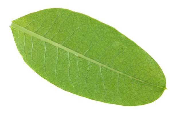 Back Side Green Oval Leaf Isolated White Macro — Stock Photo, Image