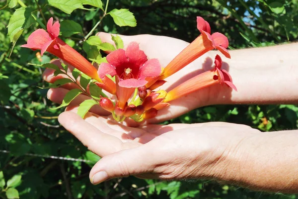 Campesino Recoge Cuidado Las Flores Rojas Del Jardín Trompeta Enredadera —  Fotos de Stock