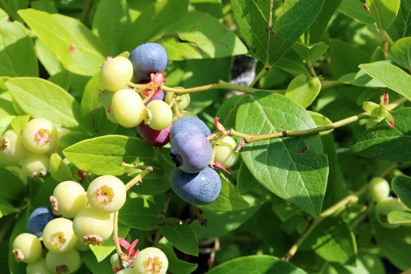 Los Arándanos Del Jardín Maduran Fondo Macro Arbusto Enfoque Suave —  Fotos de Stock