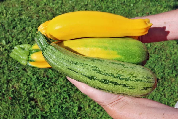 Rural Worker Holds Hand Fresh Small Green Yellow Vegetable Marrows — Stock Photo, Image