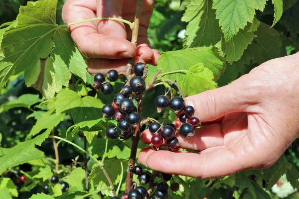 Cosecha Grosella Negra Las Guindas Maduras Del Arbusto Jardín Manos —  Fotos de Stock