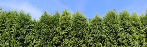 Groene Heg Van Groenblijvende Naaldbomen Tegen Tje — Stockfoto