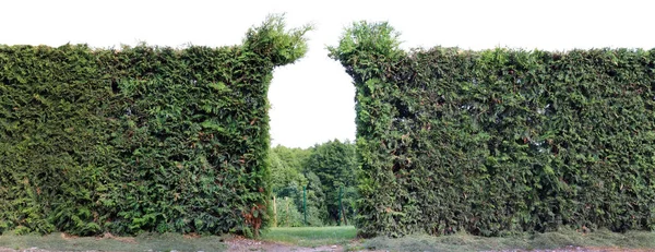 Grüne Hecke Mit Tür Aus Immergrünen Nadelbäumen Isoliert Auf Einer — Stockfoto