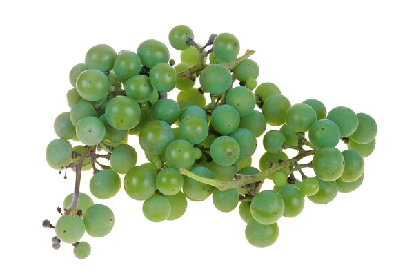 Small Green Berries Unripe Grapes Isolated Macro — Stock Photo, Image