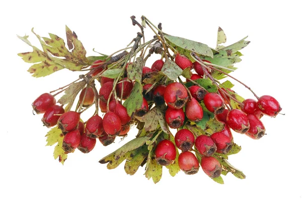 Bunch Red Wild Ripe Forest Hawthorn Berries Twigs Spots Leaves — Stock Photo, Image