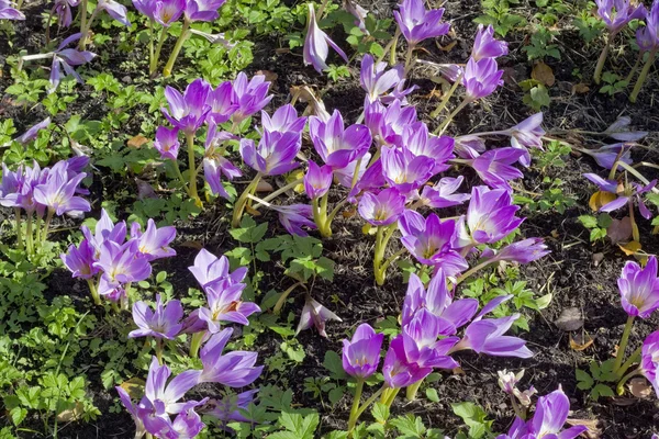 Setiembre azucenas lila — Foto de Stock