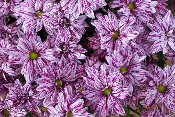 Pink chrysanthemums background — Stock Photo, Image