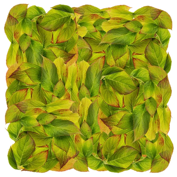 Quadrat aus Herbstblättern — Stockfoto