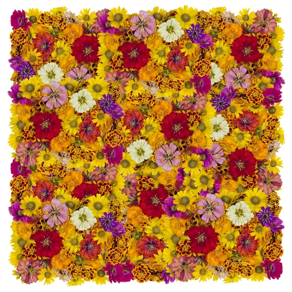 Blumenquadrat — Stockfoto