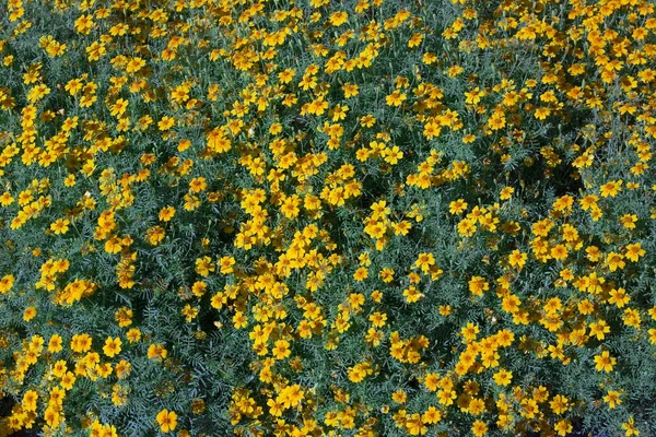 Türkische Ringelblumen würzen — Stockfoto