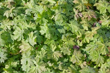 güneşli yaprakları arka plan