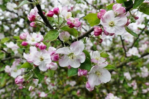 Lente in appels tuin — Stockfoto