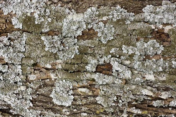 Oak lichen — Stock Photo, Image