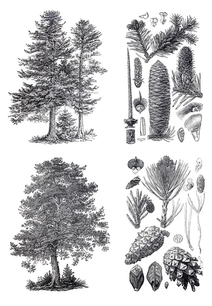 Las siluetas del pino europeo y los abetos siberianos —  Fotos de Stock