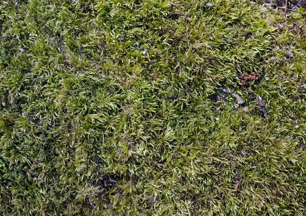 毛茸茸的绿色青苔 — 图库照片