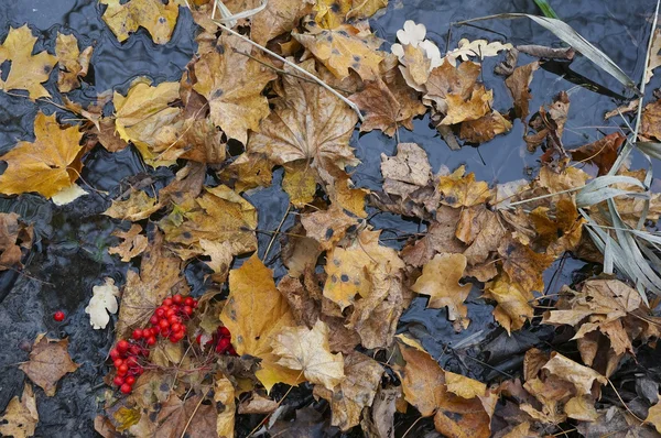 November leaves — Stock Photo, Image