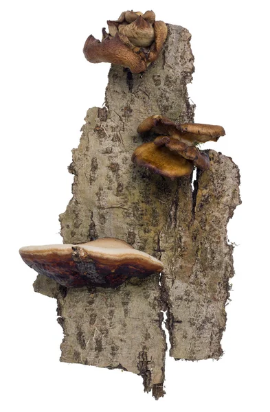 Aspen bark  with mushrooms — Stock Photo, Image