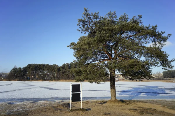 Gefrorene Kiefern — Stockfoto