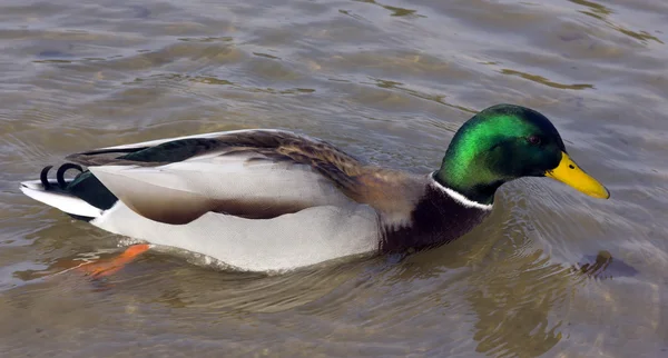 Quickly wild duck — Stock Photo, Image