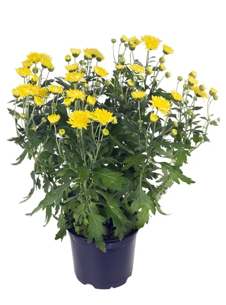 Bush of yellow chrysanthemums — Stock Photo, Image