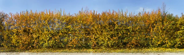 Golden fence — Stock Photo, Image