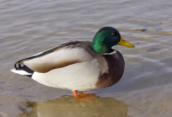 The clever duck — Stock Photo, Image