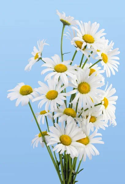 Gentle daisies  against the cyan — Stock Photo, Image