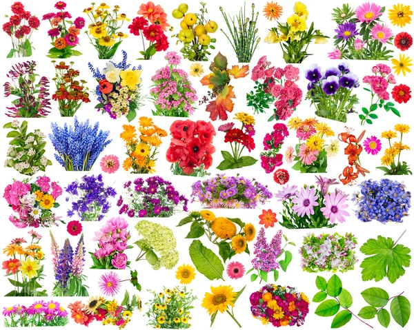 Floral designelementen — Stockfoto