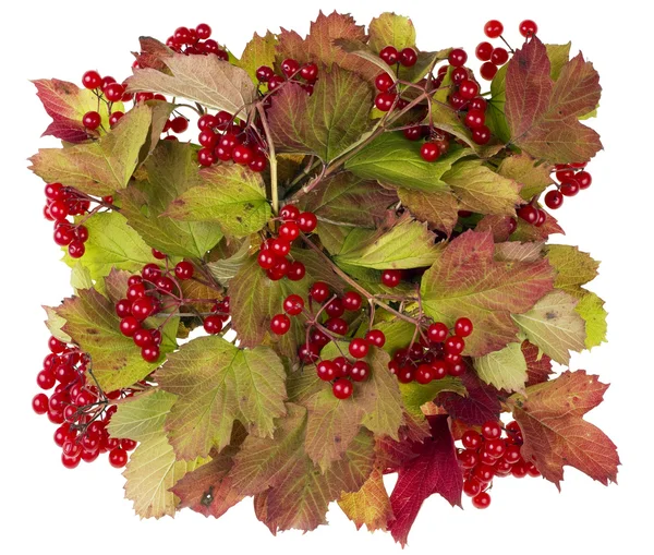 Red berries banner — Stock Photo, Image