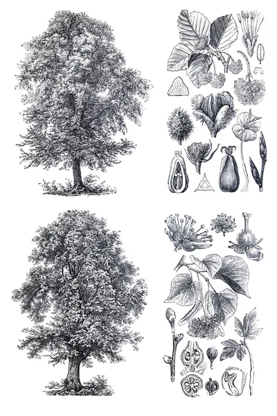 Retro sylwetka lipę i i bukowe drzewo — Zdjęcie stockowe