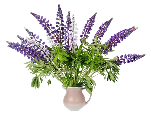 Bouquet of a wild blue lupine — Stock Photo, Image
