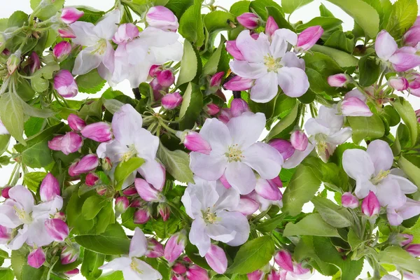 Spring background — Stock Photo, Image