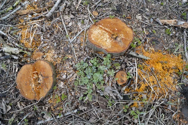 Ruthless deforestation closeup — Stock Photo, Image