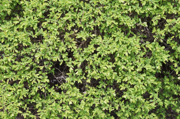 Caos di piccole foglie primaverili — Foto Stock