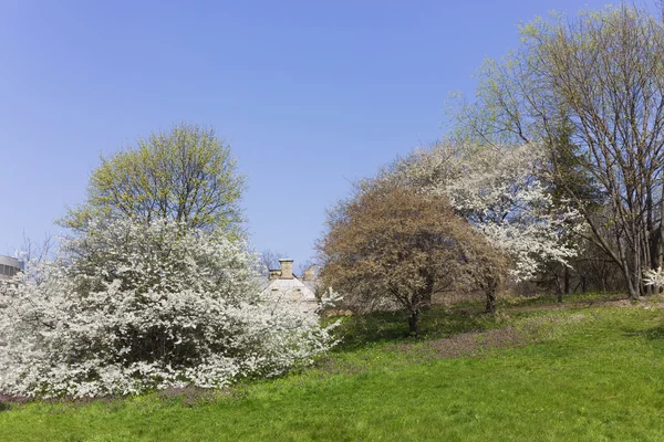 Lente in vollage — Stockfoto