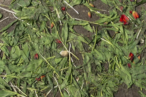 Tulipes rouges broyées — Photo