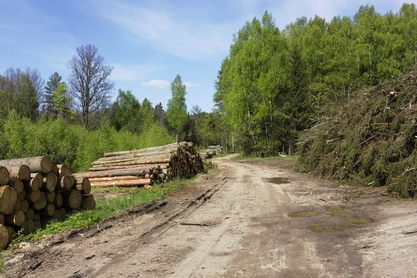 Ruthless deforestation — Stock Photo, Image