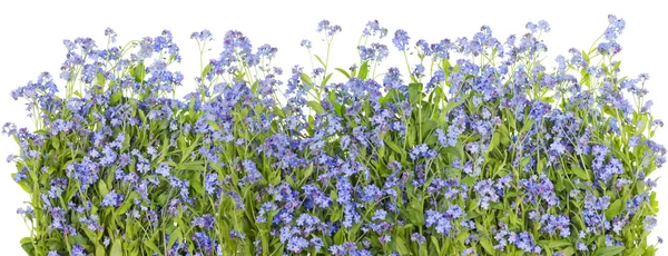 Blue flowers border — Stock Photo, Image