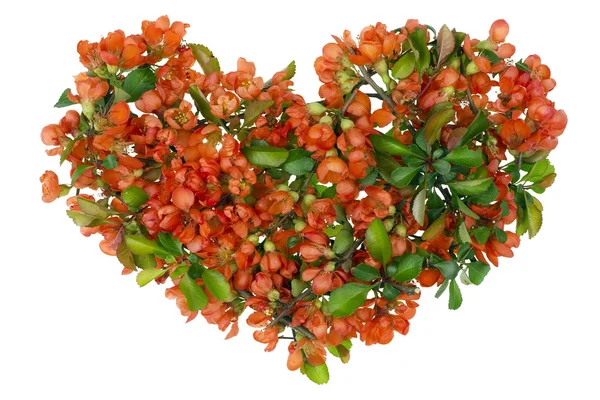 Red heart of the Asian — Stock Photo, Image