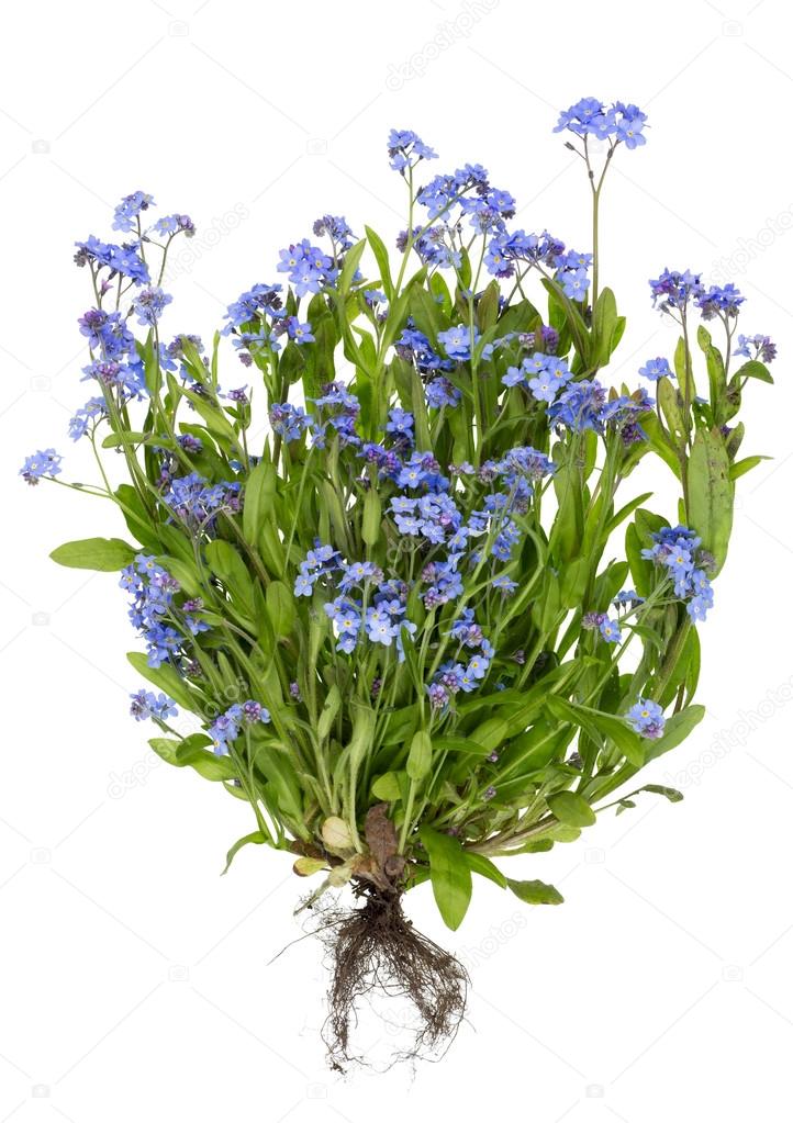 Real blue flowers with roots