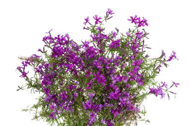 Pembe Alp sürünen karanfil