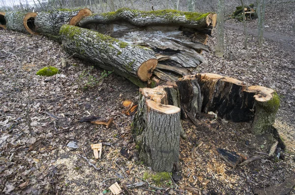 Old oak death — Stock Photo, Image