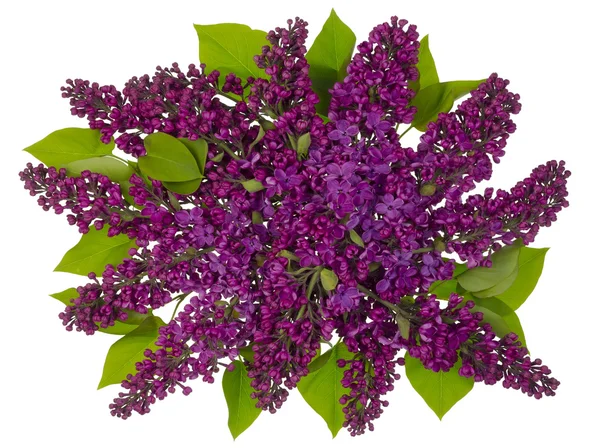 Létající fialová kytice — Stock fotografie